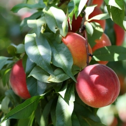 Lei nectarine