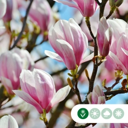 Welke bomen bloeien in maart?