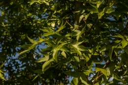 Waarom vallen bladeren in de herfst van de boom?
