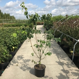 Kornoelje 'Eddies White Wonder' solitair