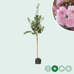 Gewone Japanse sierkers