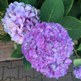 Hortensia Bodensee