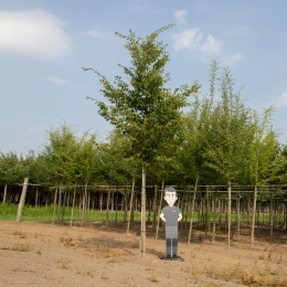 Volgroeide haagbeuk