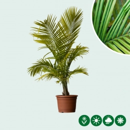 Majestueuze palm
