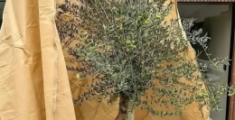 Hoe bescherm je je bomen tegen vorst en wind