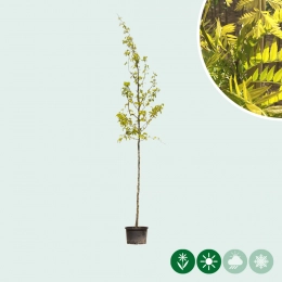 Overige laanbomen