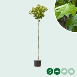 Bol plataan 180 cm stamhoogte