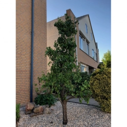 Oude perenboom 'Conference'