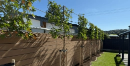 BOMENTIPS #29 | Water geven na aanplanten