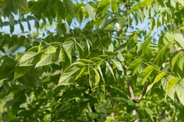 Bekijk alle producten binnen Meerstammige bomen