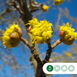 Gele kornoelje (Cornus mas)
