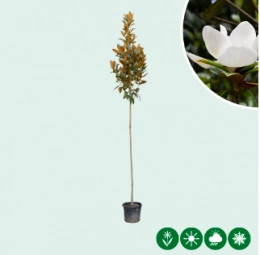 Magnolia grandiflora op stam