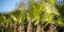 Hoe snoei je een Trachycarpus fortunei  of Chinese waaierpalm?