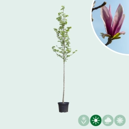 Magnolia 'Spectrum' op stam