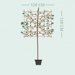 Steeneik leiboom 240 cm
