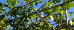 Afstand tussen bomen bepalen: hoe doe je dat?