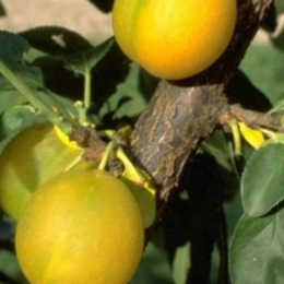 Zoete pruim 'Reine Claude d'Oullins'