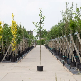 Krentenboom Robin Hill
