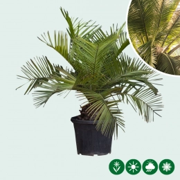 Chileense wijnpalm