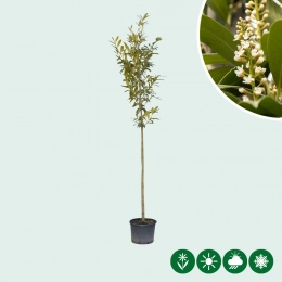 Laurierbomen