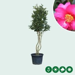 Camelia meerstammig