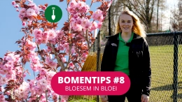 Bomentip #8 Bloesem in bloei
