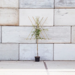 Lei kersenboom