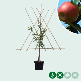 Leifruitbomen