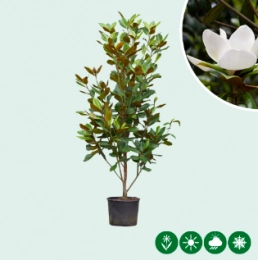 Magnolia grandiflora solitair