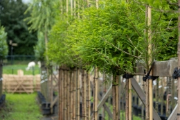 Bomen verplanten