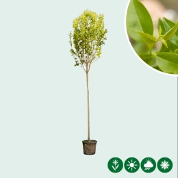 Japanse liguster boom