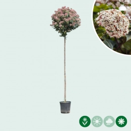 Viburnum op stam