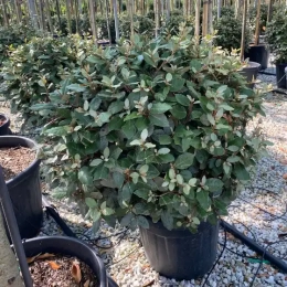 Olijfwilg lage bolvorm