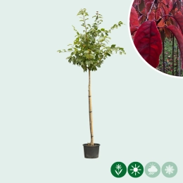 Japanse sierkers sargentii