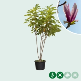 Magnolia 'Spectrum' meerstammig