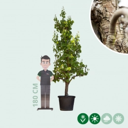 Oude perenboom 'Conference'