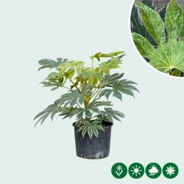 Kamerplanten