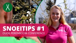 Hoe snoei ik een Oude perenboom Conference? | SnoeiTips #1
