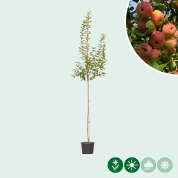 Malus 'Evereste'