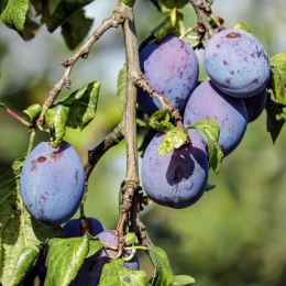 Prunus d. 'Czar'