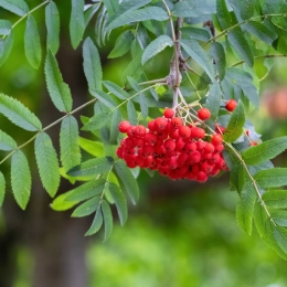 Lijsterbes meerstammig