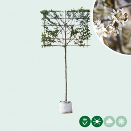 Krentenboom als leiboom