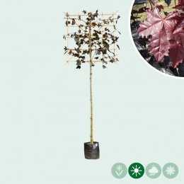 Rode esdoorn leiboom