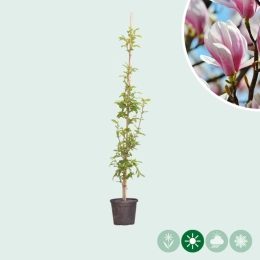 Magnolia soulangeana laagstam