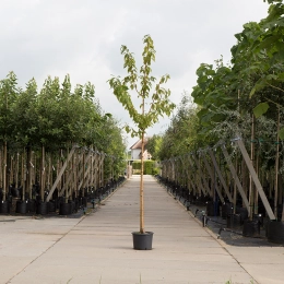 Sierkers met goudgele stam