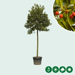 Hulstboom