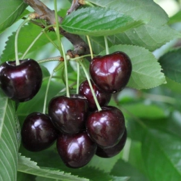 Kersenbomen