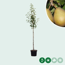 Perenbomen