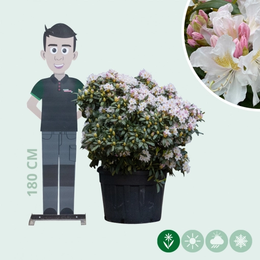 Rhododendron Cunninghams White