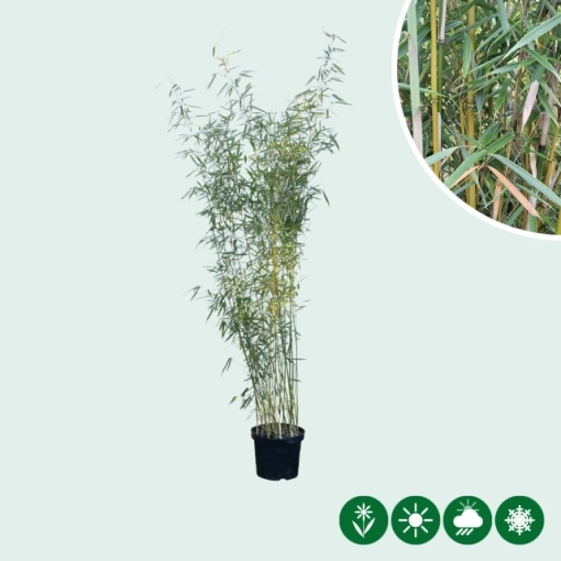 Fargesia robusta Campbell